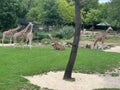 Group of beautiful giant giraffes in zoo enclosure Royalty Free Stock Photo