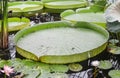 A group of giant green water Lily floating in water Royalty Free Stock Photo