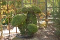 Group Of Giant Mushrooms Recreated In A Fern Sculpture.