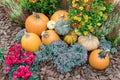 Giant pumpkins in the garden