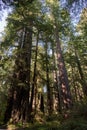 Group of Giant Redwood Trees in Northern California Forest Royalty Free Stock Photo