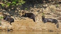 A group of giant river otters Pteronura brasiliensis, taking a sun bath, in Pantanal, Brazil Royalty Free Stock Photo