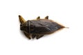 Giant water bug Lethocerus indicus