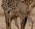Group of giraffe legs Royalty Free Stock Photo