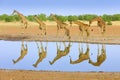 Group of giraffe near the water hole, mirror reflection in the still water, Etosha NP, Namibia, Africa. A lot of giraffe in the