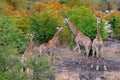 Group of giraffe near the water hole, orange autumn forest, Kruger NP, South Africa. A lot of giraffe in the nature habitat, Royalty Free Stock Photo