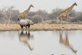 Group of giraffe and rhinoceros at waterhole in the late afternoon