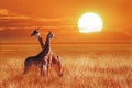 Group of giraffe at sunset in the Serengeti National Park. Tanzania. Wild nature of Africa. African artistic landscape. Royalty Free Stock Photo