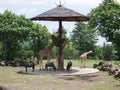 A group of giraffe under a umbrella Royalty Free Stock Photo