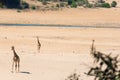 Group of Giraffe walking in the bush on the desert pan, daylight. Wildlife Safari in the Etosha National Park, the main travel des Royalty Free Stock Photo