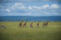 Group of giraffe walking to right with blurred background Royalty Free Stock Photo