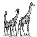 Group of giraffes