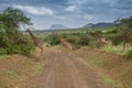 Group of giraffes crossing dirt road