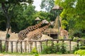 A group of giraffes eating at Budapest Zoo and Botanical Garden