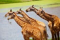 Group of Giraffes Eating Grass, Safari