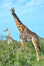 A group of giraffes in Etosha National Park, Namibia, Africa Royalty Free Stock Photo
