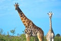 Group of giraffes in Etosha National Park, Namibia, Africa Royalty Free Stock Photo