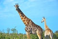 A group of giraffes in Etosha National Park,  Namibia, Africa Royalty Free Stock Photo