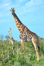 A group of giraffes in Etosha National Park, Namibia, Africa Royalty Free Stock Photo