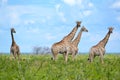 Group of giraffes in Etosha National Park, Namibia, Africa Royalty Free Stock Photo