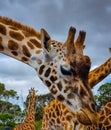 Group of Giraffes at Feeding Time Royalty Free Stock Photo