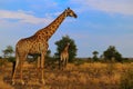 Group of Giraffes (Giraffa camelopardalis) Royalty Free Stock Photo