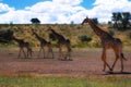 Group of Giraffes (Giraffa camelopardalis) Royalty Free Stock Photo