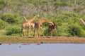 A tower of giraffes  Giraffa Camelopardalis fighting at the river, Madikwe Game Reserve, South Africa. Royalty Free Stock Photo