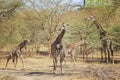 Group of giraffes, Giraffa camelopardalis reticulata in Bandia reserve, Senegal. It is close up wildlife photo of animal in Africa Royalty Free Stock Photo