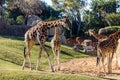 A group of giraffes, giraffa camelopardalis, in a zoo Royalty Free Stock Photo