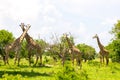 Group of giraffes in the green grass Royalty Free Stock Photo