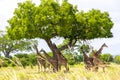 Group of giraffes have a rest under the tree Royalty Free Stock Photo