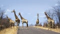 group of Giraffes in Kruger National park, in the road, South Africa Royalty Free Stock Photo