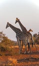 Group of giraffes in Kruger National Park. South Africa Royalty Free Stock Photo