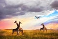 Group of giraffes and Marabou stork in the Serengeti National Park.