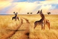 Group of giraffes near the road in the Serengeti National Park. Sunset background. Royalty Free Stock Photo