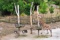 Group giraffes and ostriches