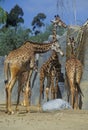 Group of Giraffes, San Diego Zoo, CA, Masai Giraffe, Giraffa Camelolpardalis Royalty Free Stock Photo