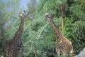 Group of Giraffes, San Diego Zoo, CA, Masai Giraffe, Giraffa Camelolpardalis Royalty Free Stock Photo