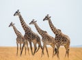 Group of giraffes in the savanna. Kenya. Tanzania. East Africa.