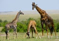 Group of giraffes in the savanna. Kenya. Tanzania. East Africa.