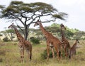 Group of giraffes in the savanna. Kenya. Tanzania. East Africa.