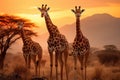 Group of giraffes in savannah at sunset, South Africa, giraffe walking in the savannah, AI Generated Royalty Free Stock Photo