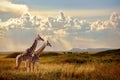 Group of giraffes in the Serengeti National Park. Sunset background. Sky with rays of light in the African savannah. Royalty Free Stock Photo