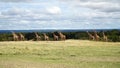 A Group of Giraffes Standing