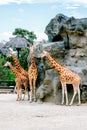 Group of 4 Giraffes standing around rock hill in the zoo