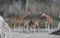 Group of giraffes standing together in a natural habitat with trees in the background. Royalty Free Stock Photo