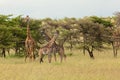 Group of giraffes in the trees