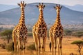 Group of giraffes in the Tsavo East National Park, Kenya, Three giraffes in Serengeti National Park, Tanzania, AI Generated Royalty Free Stock Photo