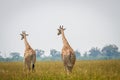 Group of Giraffes walking away from the camera. Royalty Free Stock Photo